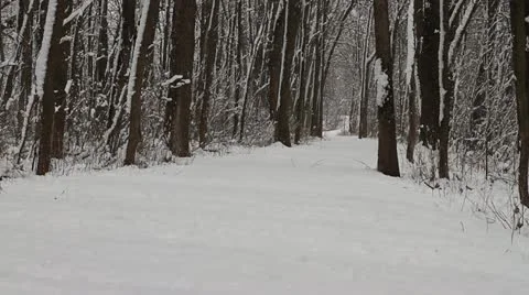 Long Snow Covered Trail in Woods While Snowing Stock Footage