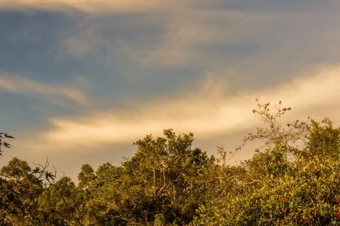 Long soft clouds over the tree canopy at sunset, multiple exposure composite  Stock-Fotos