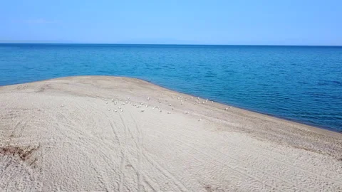 Long spacious exotic sand beach with seagulls. Aerial view Video stock 137040359