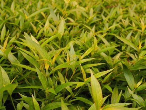 Long spike green leaf field background Foto stock
