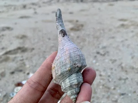 Long Spindle Seashell Held by Hand at Tanjung Lesung Beach Stock Photos