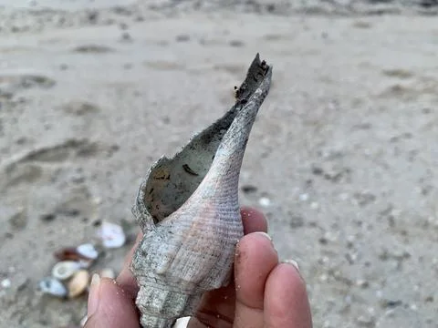 Long Spindle Seashell Held by Hand at Tanjung Lesung Beach Stockfoto's