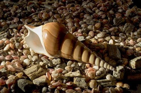 Long Spiral Conch Shell Lying on Small Pebbles and Seashells Stock Photos