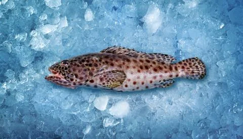 A long spotted brown fish lying on the cold blue ice. View from above Stock Photos