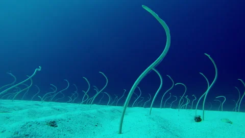 Long, Spotted Garden Eels emerge from sandy bottom, wriggling in dance to Stock Footage 331482361