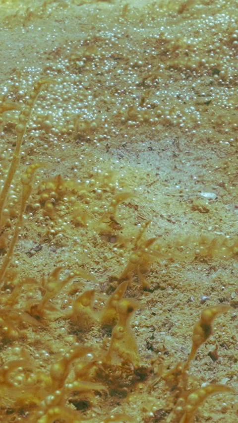 Long spurs of colonial unicellular algae with capsules containing gas bubbles Video stock 336850628