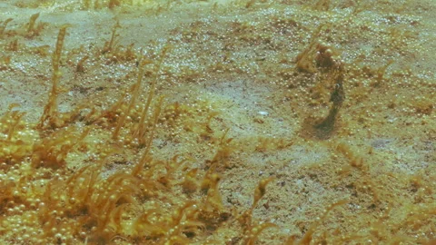 Long spurs of colonial unicellular algae with capsules containing gas bubbles Stock Footage 339367433