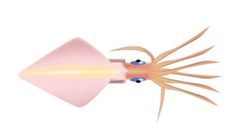 Long squid Stock Illustration