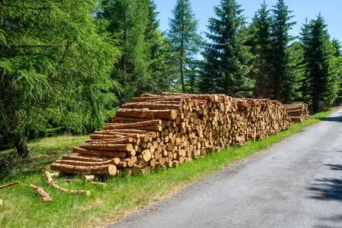 Long stack of cut timber logs lined along forest road, raw wood trunks pile.. 스톡 사진