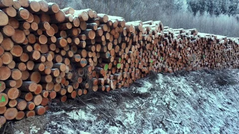 Long Stack of Snow Covered Timber Logs in Forest Stock Footage 328831395