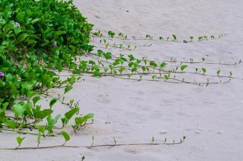 Long stalk on beach Stock Photos
