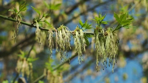 Long stamens of ash-leaved maple tree oscillate in the wind Stock-Footage 140690590