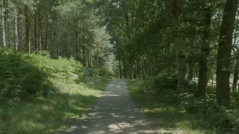 Long static of a pathway through a forest Stock Footage 112966837