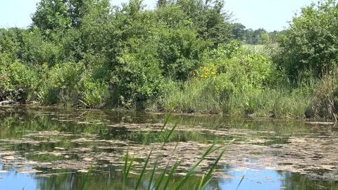 LONG STATIC SHOT OF LAKE POND IN SUNLIGHT Stock Footage 106143456