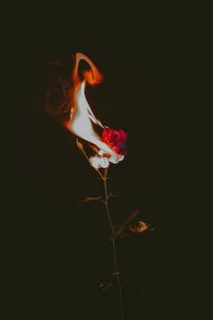 Long stem red rose on fire with large flames Stock Photos