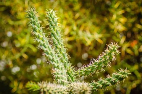 Long stems cactus with small needles Stock Photos