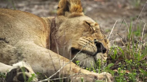 A long still shot of a sleeping lion Stock Footage 331957732