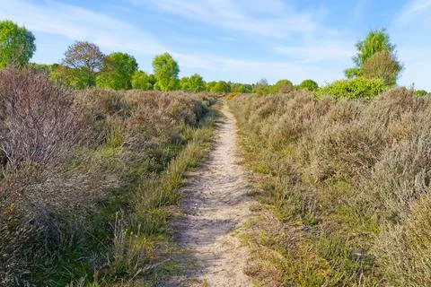A long, straight footpath runs between thick heather to Sherwood Forest Stock Photos