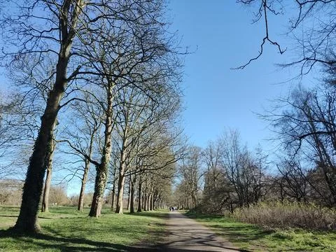 Long, straight park path bordered by tall trees Foto stock