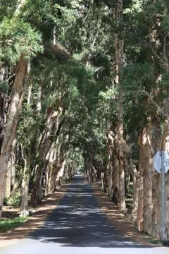 Long straight path among trees in the forest Stock Photos