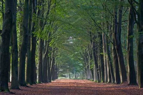 Long, straight path through Beech forest Stock Photos