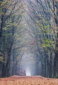 Long, straight path through forest in autumn Stock Photos