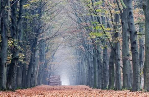 Long, straight path through hazy Beech forest in autumn Stock Photos