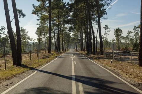 Long straight road between pine trees in Portugal Stock Photos