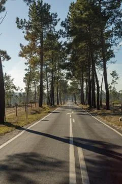 Long straight road between pine trees near Lisbon Portugal Stock Photos