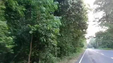 A long, straight road cuts through a dense forest Stock Footage 277545601