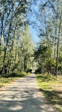 Long Straight Road Lined with Trees Under Clear Blue Sky Stock Photos