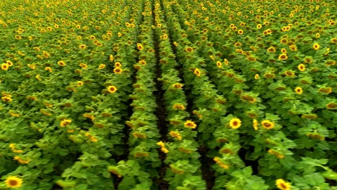 Long straight rows of blooming sunflowers in a farmer's field. Yellow flowers of Stock Footage 233786221