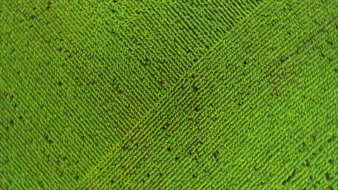 Long straight rows of blooming sunflowers in a farmer's field. Yellow flowers of Video stock 236723780