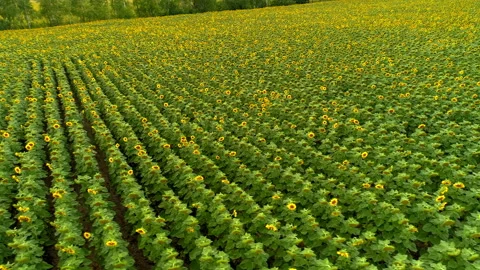 Long straight rows of blooming sunflowers in a farmer's field. Yellow flowers of Video stock 236723962