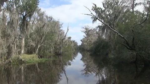 Long straight swamp Stock Footage 88291627