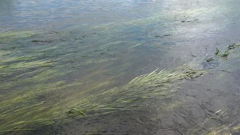 Long strands of grass in river. River plants vegetation. Top view. Stock Footage 124737695