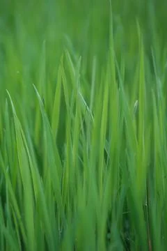 Long Summer Grass Background Stock-Fotos