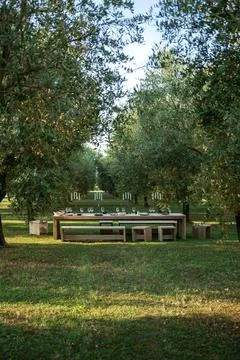 Long table set in the middle of an olive grove Stock Photos