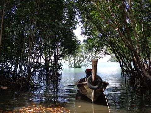 Long-tail boat navigating through mangrove forest in thailand Stock Photos