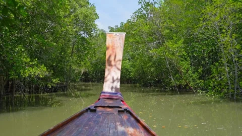 Long-tail boat through mangrove forests. Video stock 333356533