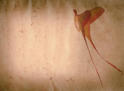 Long tail butterfly moth old grunge paper texture Stock Illustration