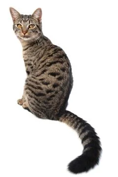 Long tail cat Stock Photos