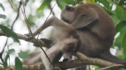 Long Tail Macaques grooming in tree (Macaca fasicularis) Bukit Lawang Sumatra Stock Footage 152258870