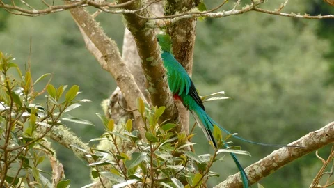 Long tail made of feathers moving in gentle wind from body of Quetzal Video stock 95597310