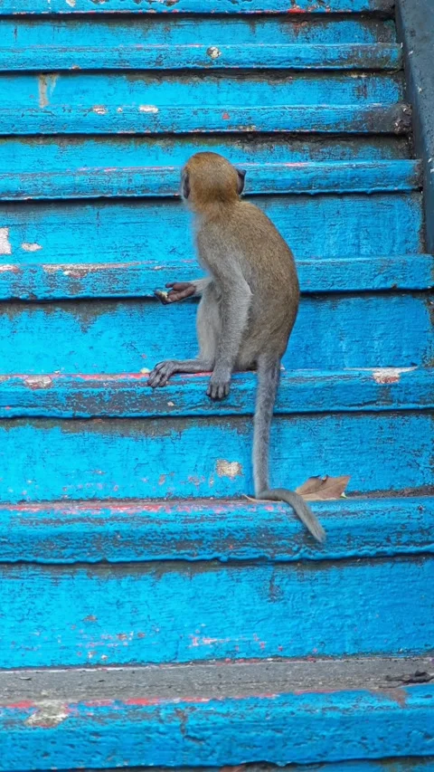 Long tail monkey is chewing food Stock Footage 286919136