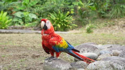A long tail red parrot posing in front of the camera in the Ecuadorian Stock Footage 281564911