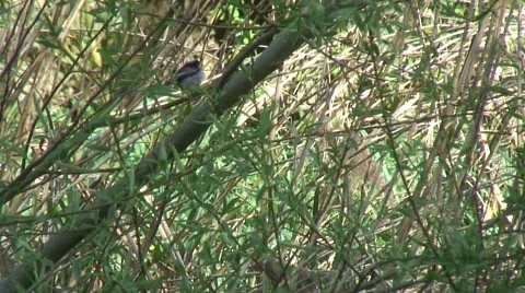 Long tail tit 01 Stock Footage 49368792