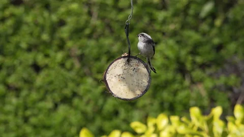 Long tail tit feeds on suet in half a coconut in English garden Stock Footage 148030802
