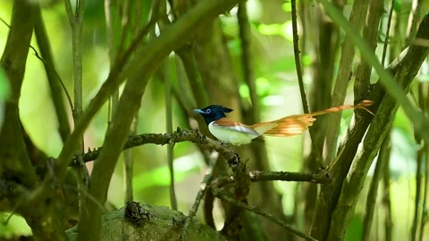 Long-tailed Asian Paradise Flycatcher in Natural Habitat Stock-Footage 340185529