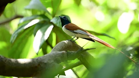 Long-tailed Asian Paradise Flycatcher in Natural Habitat Stock-Footage 340185598